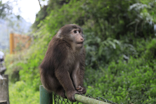 峨眉山猴子