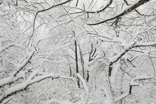 寒林雪景