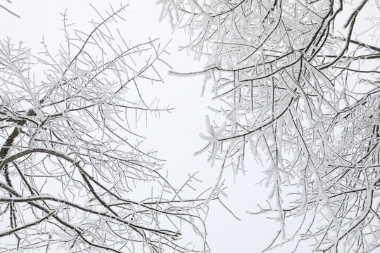 寒林雪景