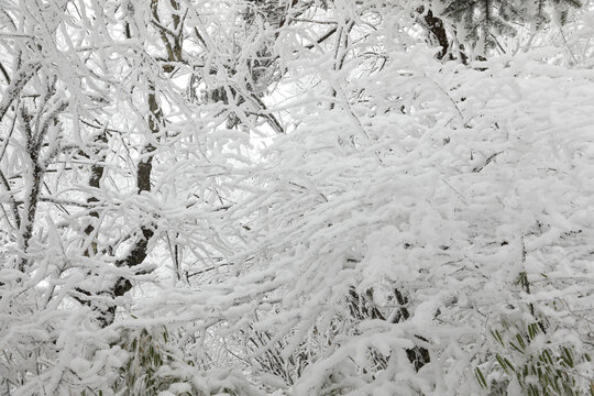 寒林雪景