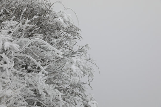 寒林雪景