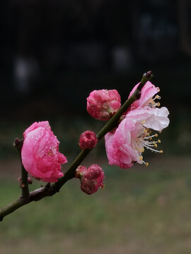 红梅花黑色背景水珠