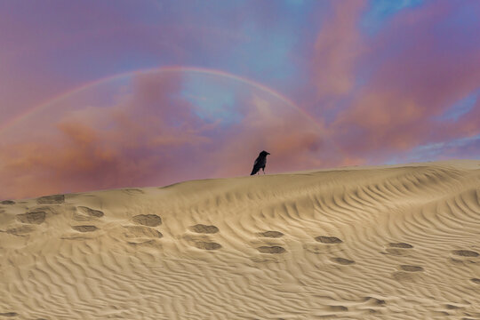 天空彩虹沙漠小鸟