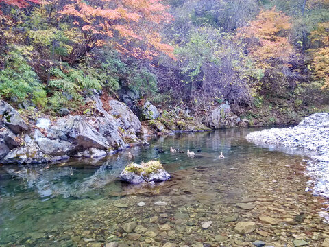 秋日鸭游