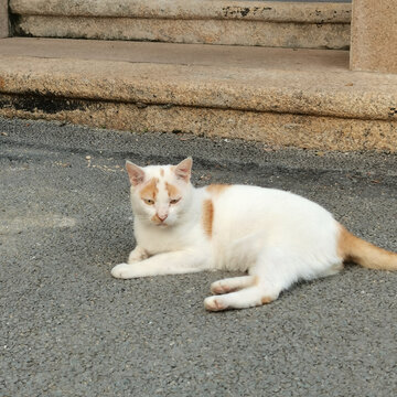 岛屿上的小猫