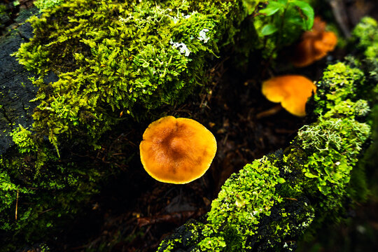野生黄油蘑菇