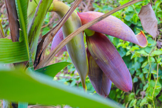 香蕉花芭蕉花