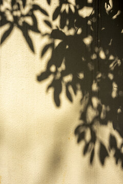墙面上斑驳的树影