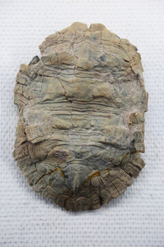 水龟化石