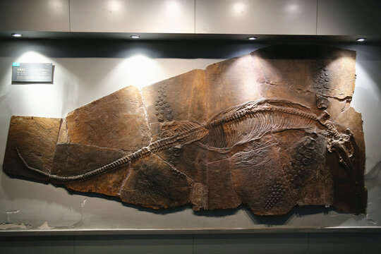 杯椎鱼龙化石