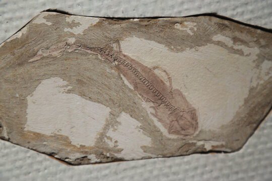 热河螈化石