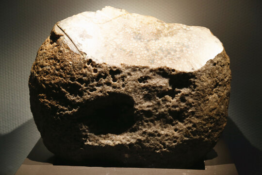 麦柯塔柱珊瑚化石