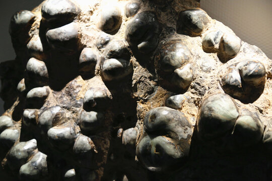 鸮头贝化石