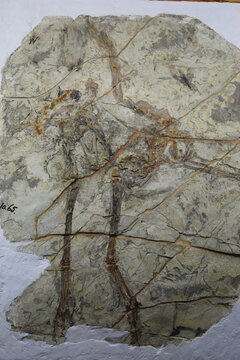 原始祖鸟化石
