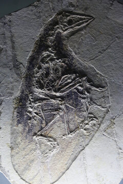 圣贤孔子鸟化石