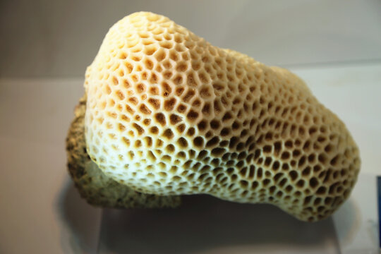 角蜂巢珊瑚
