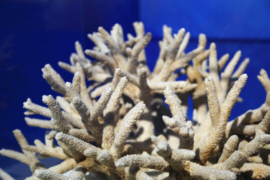 鹿角珊瑚