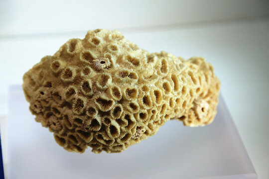 盘星珊瑚