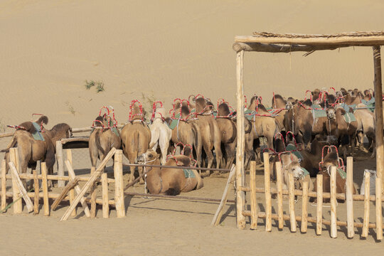 新疆罗布人村寨沙漠骆驼驿站