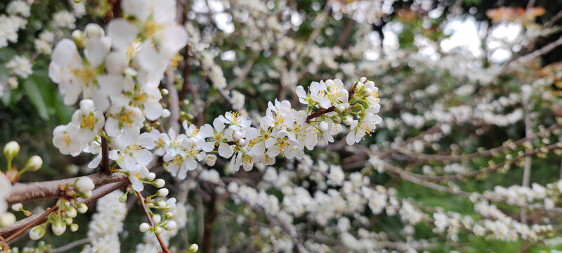 白色梅花开满枝头花开得正好