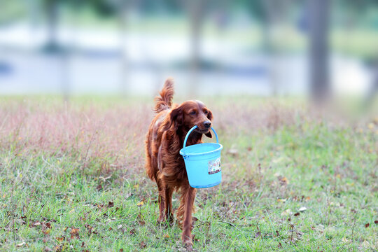 爱犬