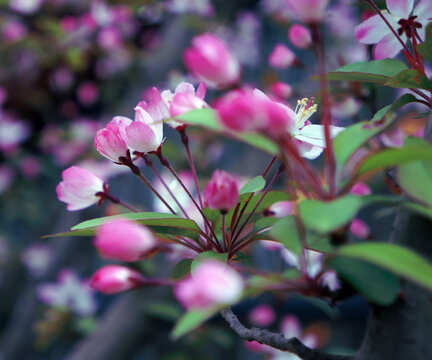 木瓜花