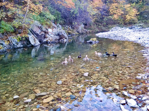秋鸭戏水