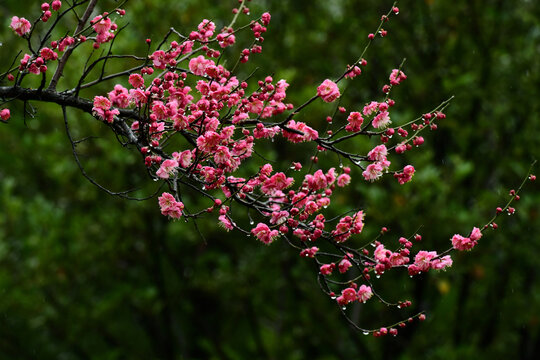 春雨润红梅