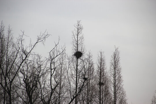 树林鸟巢