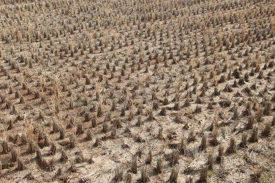 田野风光