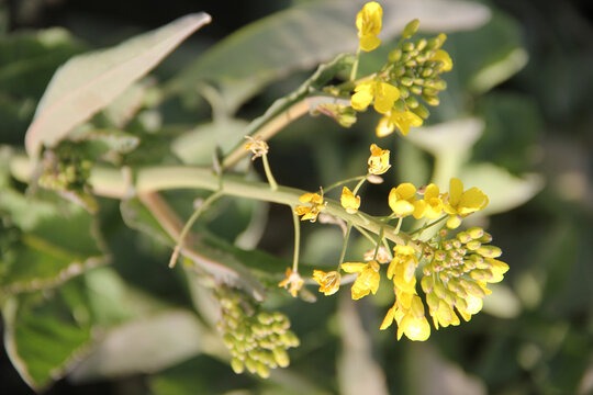 乡村油菜花