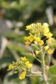 汉中油菜花