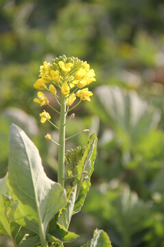 汉中油菜