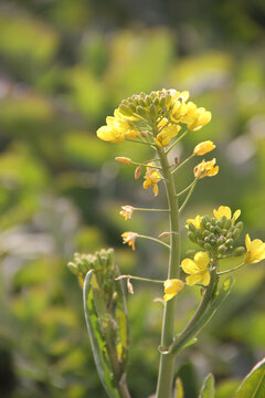 油菜花田风光