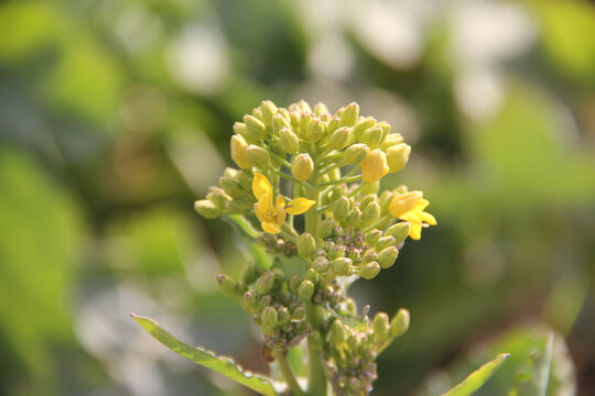 春天油菜