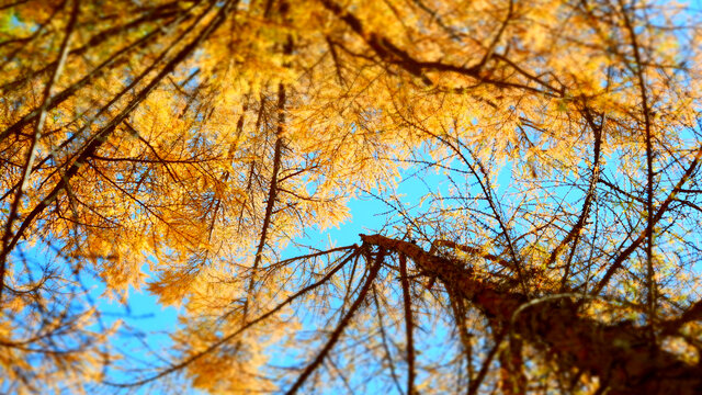 落叶松树木摄影
