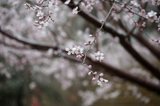 雪中花