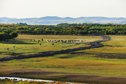 草原湿地树林放牧牛群