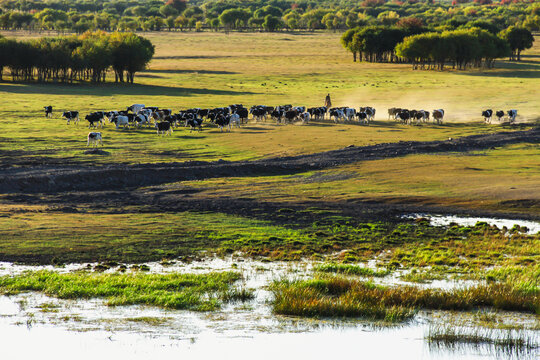 草原湿地放牧牛群