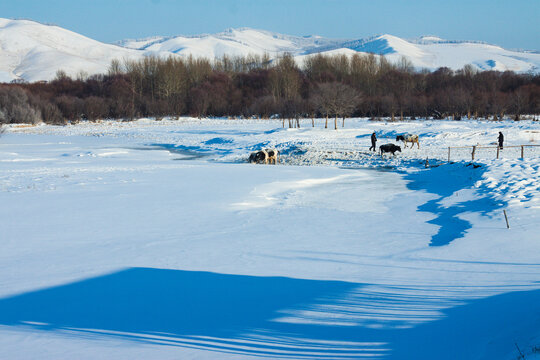 冬季河边牛喝水