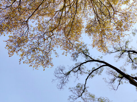秋色树冠