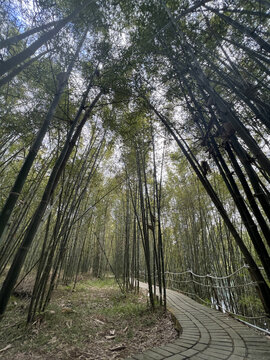 竹林