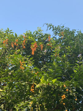 小果子树