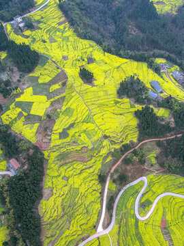 中都油菜花