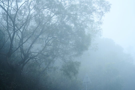 雾气中的山林
