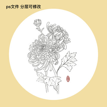 草药插画之金丝菊