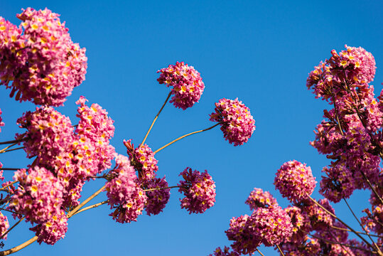 紫花风铃木花束风景