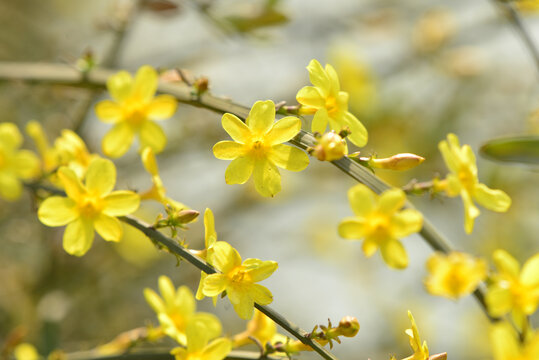 迎春花