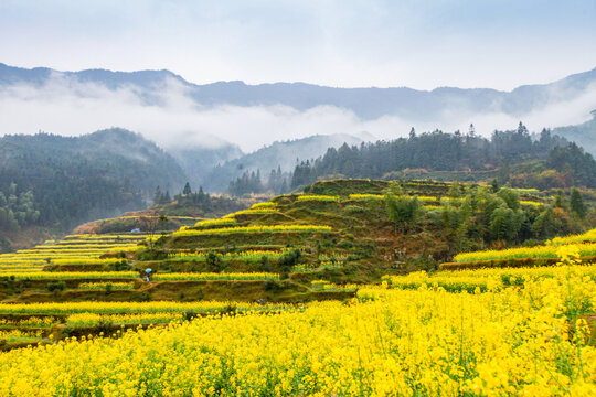 婺源江岭村油菜花