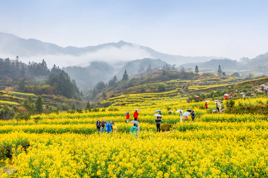 婺源江岭村油菜花